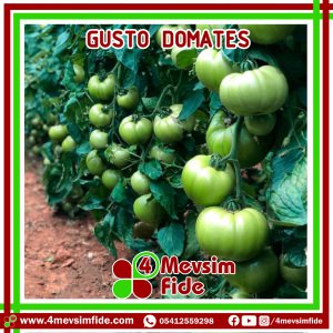 Gusto F1 Pembe Domates Fidesi