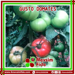 Gusto F1 Pembe Domates Fidesi