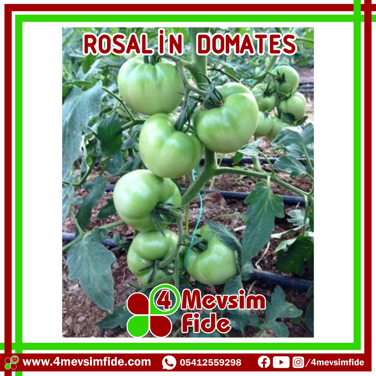 Rosalin F1 Pembe Domates Fidesi