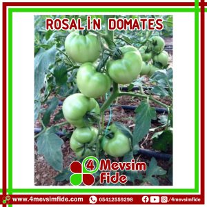 Rosalin F1 Pembe Domates Fidesi