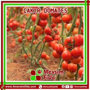 Çakır F1 Sırık Domates Fidesi