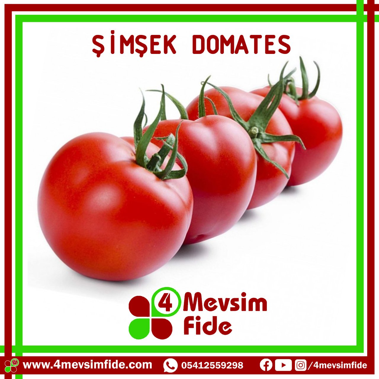 Şimşek F1 Sırık Domates Fidesi