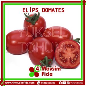 Elips F1 Sırık Oval Domates Fidesi