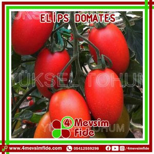 Elips F1 Sırık Oval Domates Fidesi