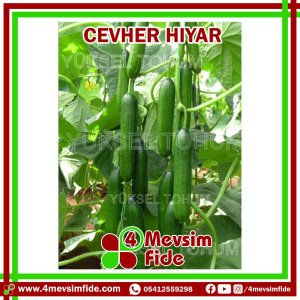 Cevher F1 Beit Alpha Tipi Hıyar Fidesi