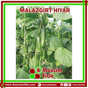 Malazgirt F1 Hıyar Fidesi