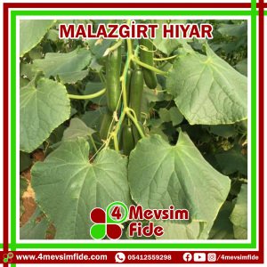 Malazgirt F1 Hıyar Fidesi