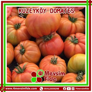 Kuzeyköy F1 Domates Fidesi/AŞILI