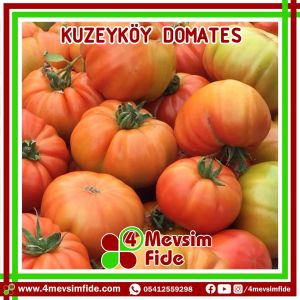 Kuzeyköy F1 Domates Fidesi/AŞILI