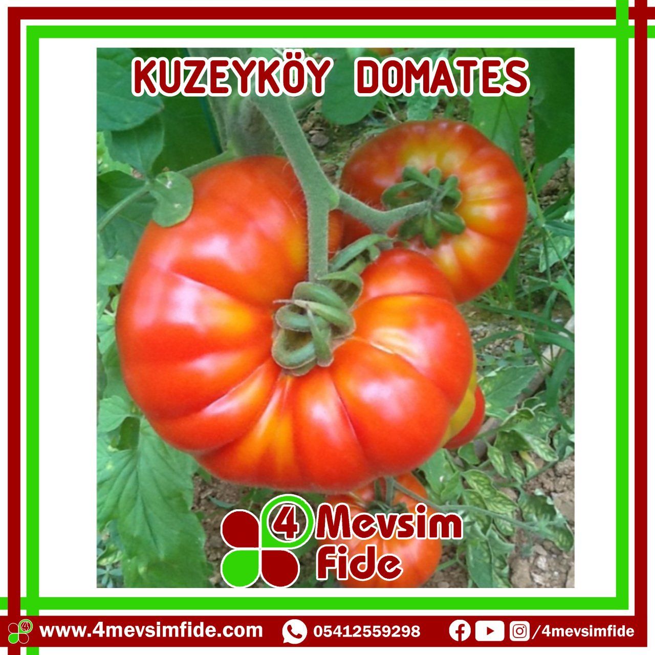 Kuzeyköy F1 Domates Fidesi/AŞILI