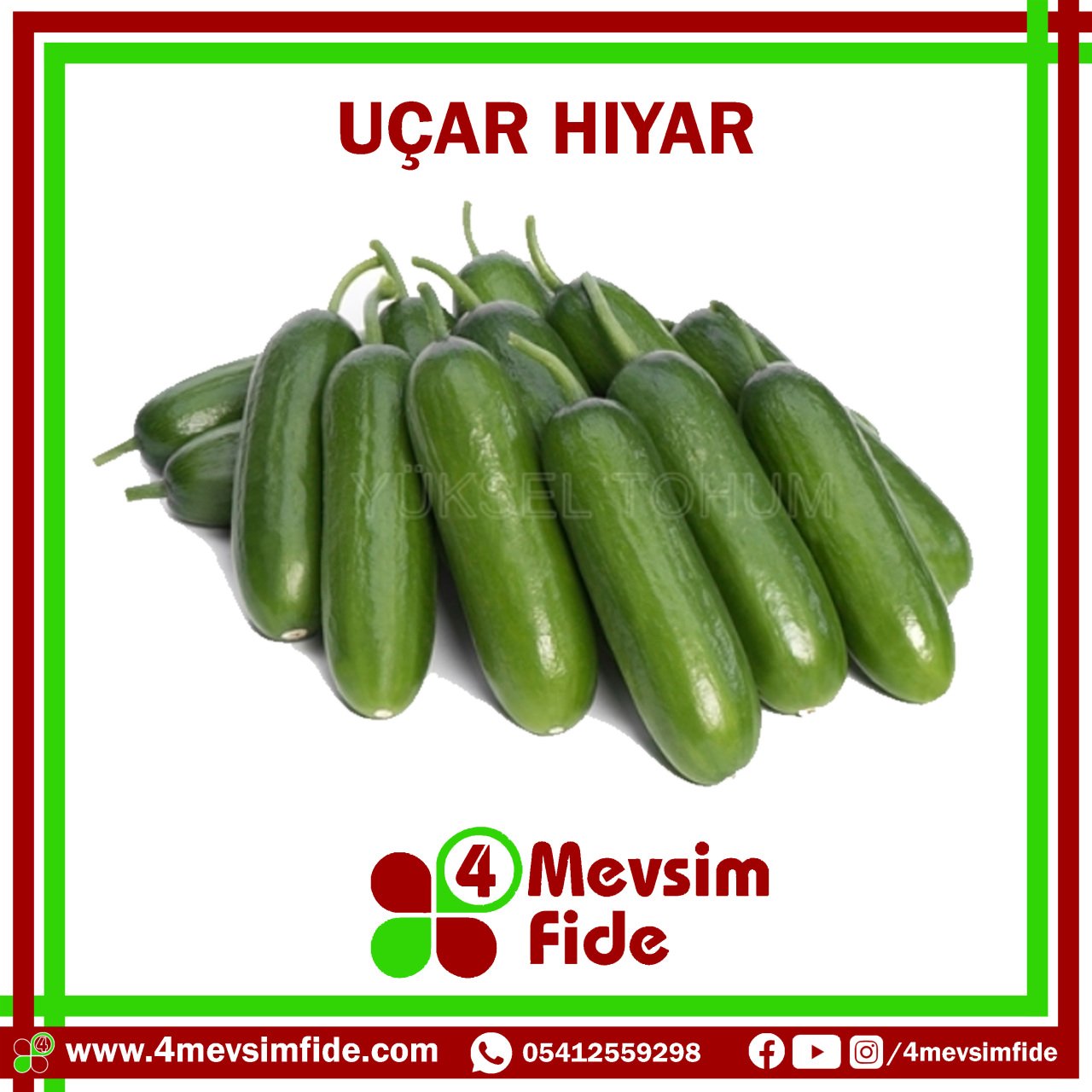 Uçar F1 Badem Hıyar Fidesi