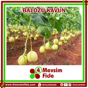 Balözü F1 Kavun Fidesi