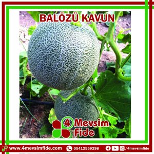 Balözü F1 Kavun Fidesi