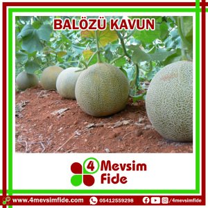 Balözü F1 Kavun Fidesi