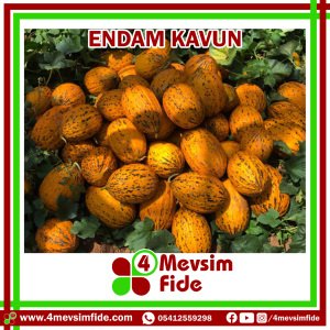 Endam F1 Kavun Fidesi