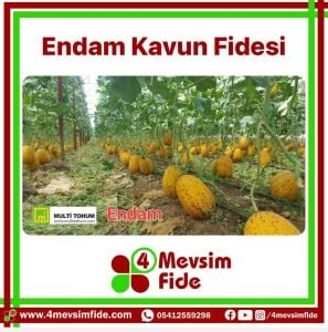 Endam F1 Kavun Fidesi