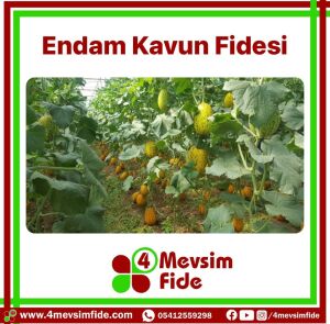 Endam F1 Kavun Fidesi