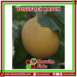 Yusufbey F1 Kavun Fidesi