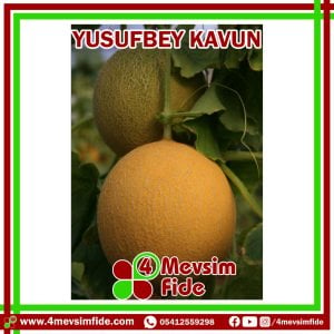 Yusufbey F1 Kavun Fidesi