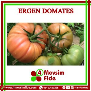 Ergen F1 Köy Domates Fidesi/AŞILI