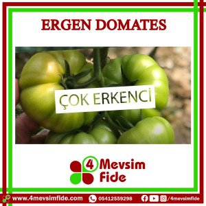 Ergen F1 Köy Domates Fidesi/AŞILI