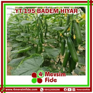 YT-195 F1 Badem Hıyar Fidesi