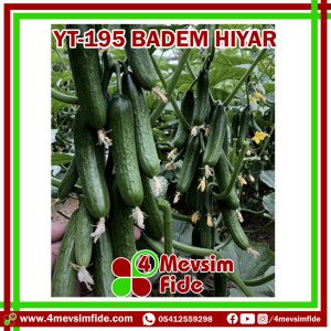 YT-195 F1 Badem Hıyar Fidesi