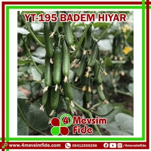 YT-195 F1 Badem Hıyar Fidesi