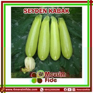 Seyden F1 Kabak Fidesi