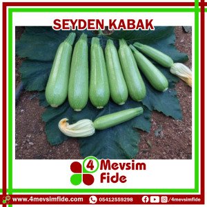 Seyden F1 Kabak Fidesi