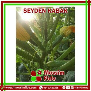 Seyden F1 Kabak Fidesi