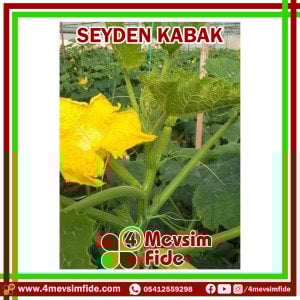 Seyden F1 Kabak Fidesi