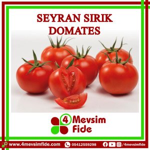 Seyran F1 Sırık Domates Fidesi