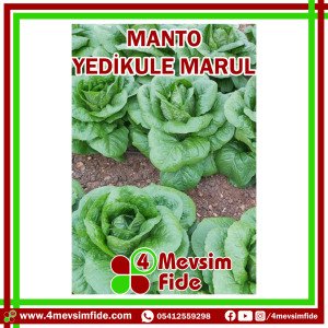 Manto F1 Yedikule Marul Fidesi