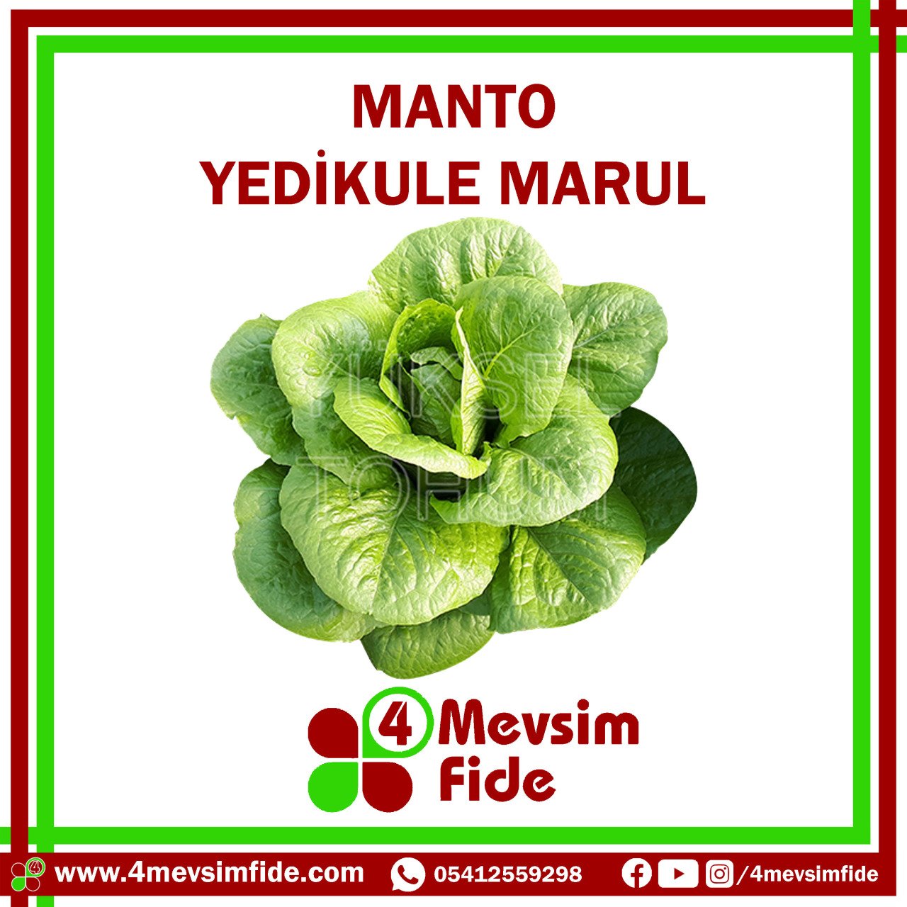 Manto F1 Yedikule Marul Fidesi