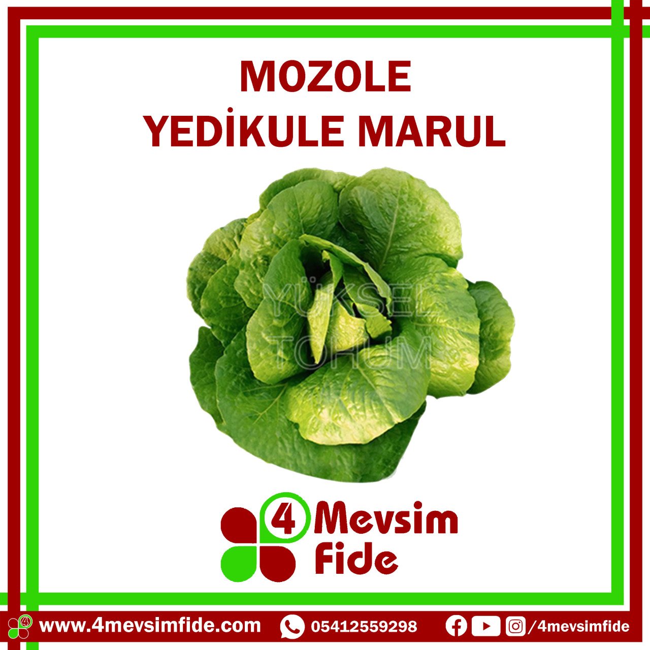 Mozole F1 Yedikule Marul Fidesi