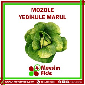 Mozole F1 Yedikule Marul Fidesi