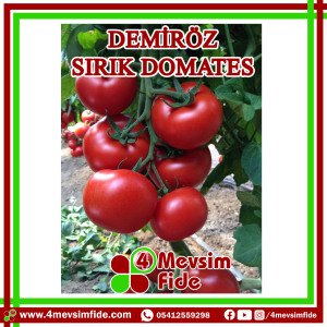 Demiröz F1 Sırık Domates Fidesi