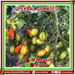 Pekbal F1 Kiraz Domates Fidesi