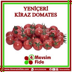 Yeniçeri F1 Kiraz Domates Fidesi