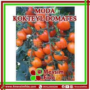 Moda Kokteyl Domates Tohumu  1000 Adet