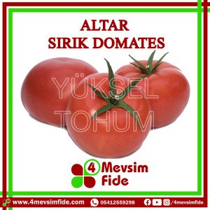 Altar F1 Sırık Domates Fidesi