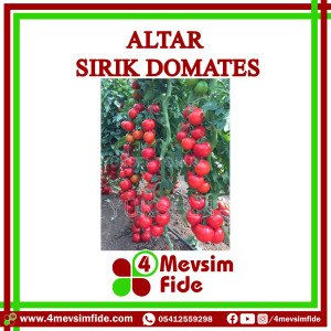 Altar Sırık Domates Tohumu  1000 Adet