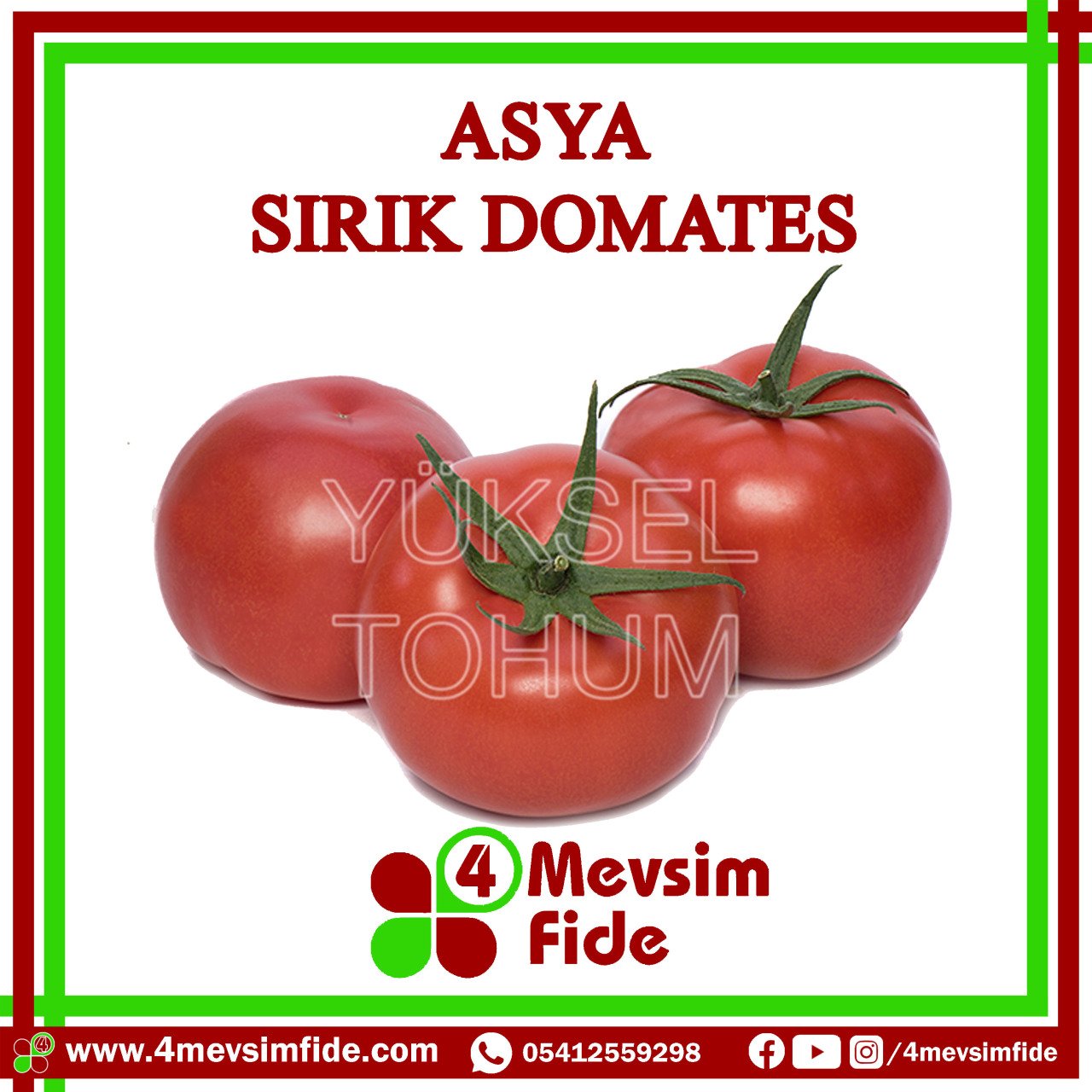 Asya F1 Sırık Domates Fidesi