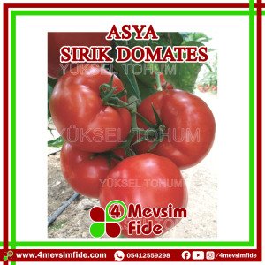 Asya F1 Sırık Domates Fidesi