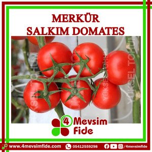 Merkür F1 Salkım Domates Fidesi