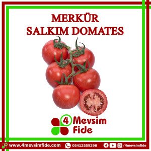 Merkür Salkım Domates Tohumu 1000 Adet