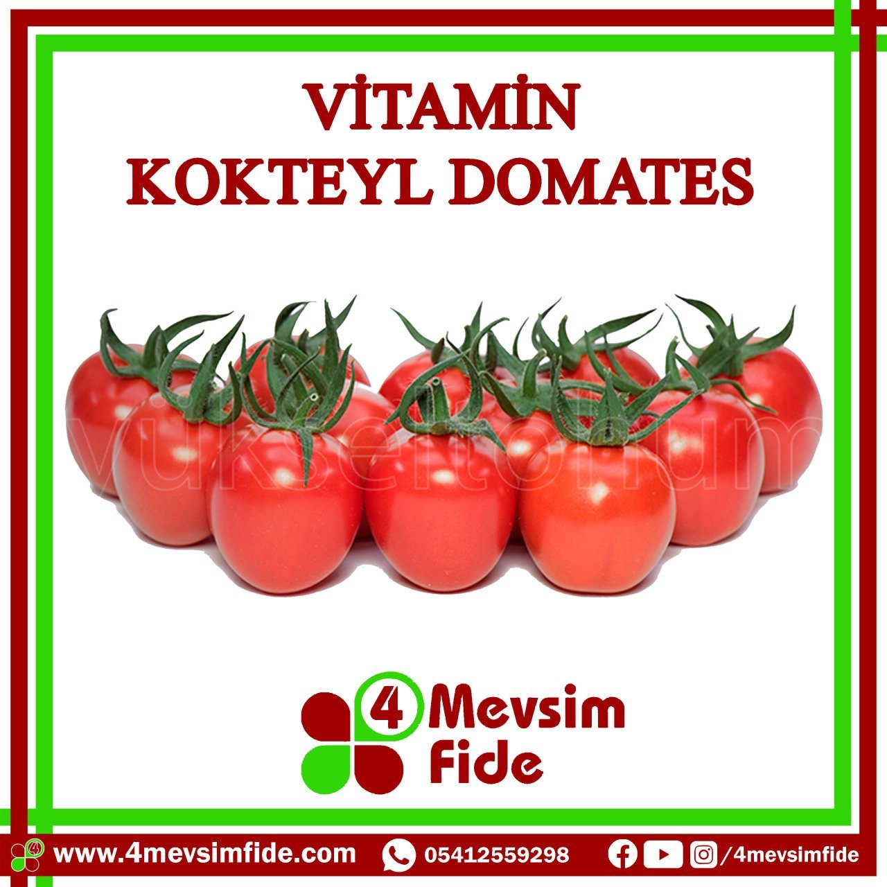 Vitamin F1 Kokteyl Domates Fidesi