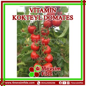 Vitamin F1 Kokteyl Domates Fidesi