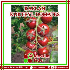 Kaplan F1 Kokteyl Domates Fidesi